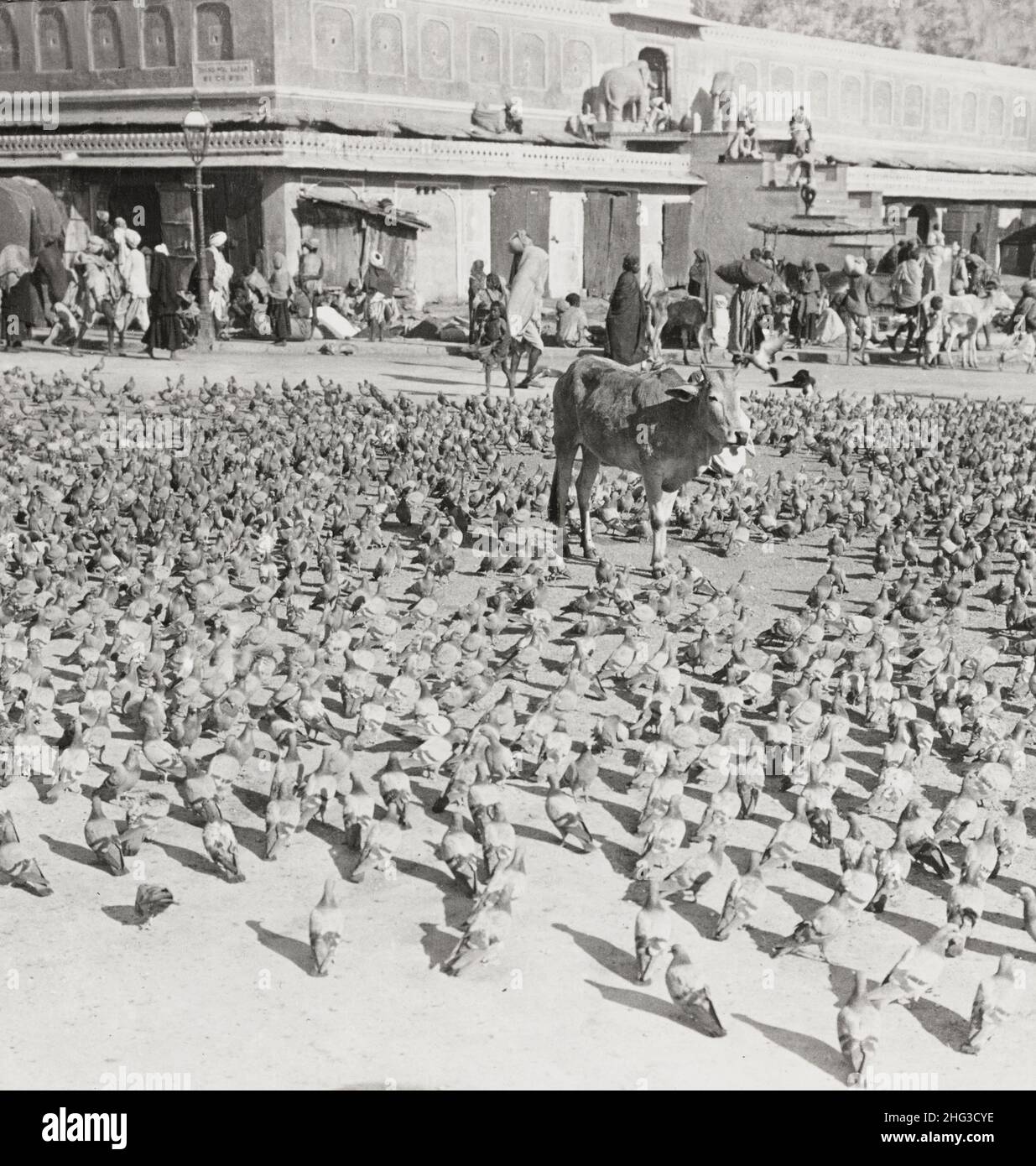 Vintage photo of a market place paved with pigeons-all animal life is sacred in Jaipur, India. 1907 Stock Photo