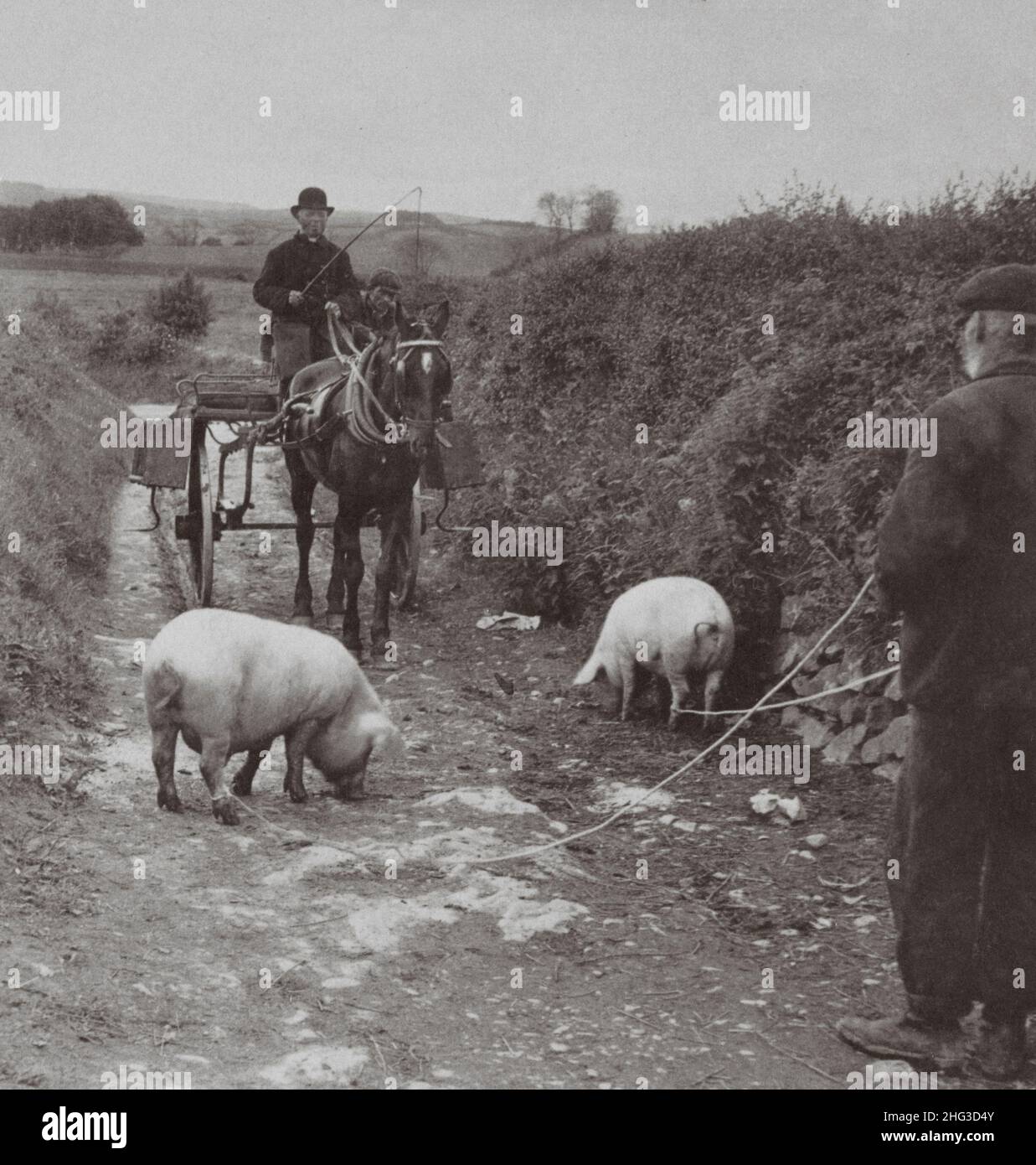 Vintage photo of Ireland.  More Traffic than Roadway - a country lane of picturesque Erin. Ireland. 1903 Stock Photo