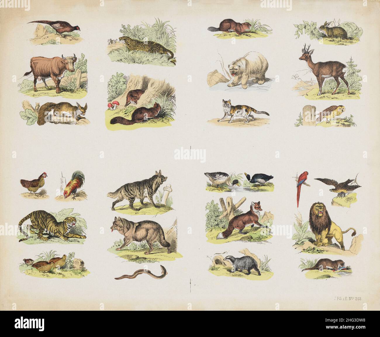 The 19th century color illustrations of wild animals and birds.  1870 Pheasant, cow, squirrel, jaguar, fox, beaver, hare, polar bear, roe deer, owl, d Stock Photo