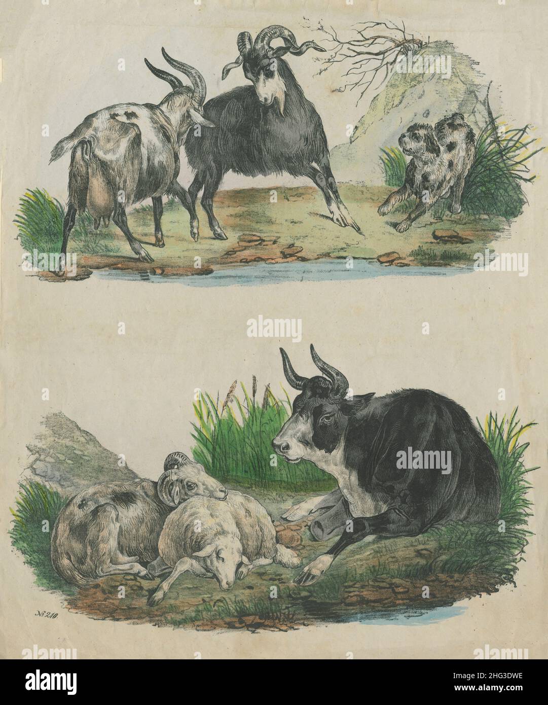 The 19th century vintage illustration of domestic animals. 1860 The color lithograph of sheeps, dog, goats, and cow. Stock Photo