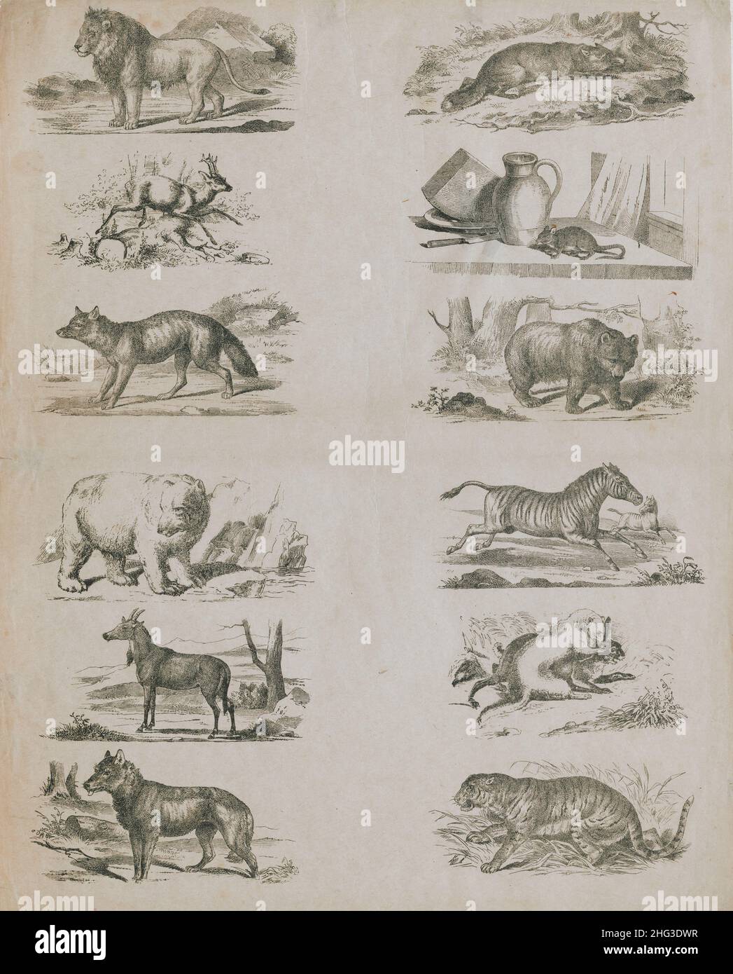 The 19th century vintage illustrations of wild animals. 1860 Stock Photo