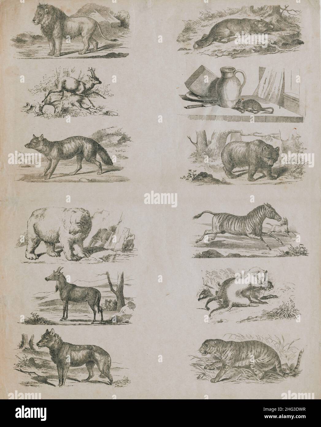 The 19th century vintage illustrations of wild animals. 1860
