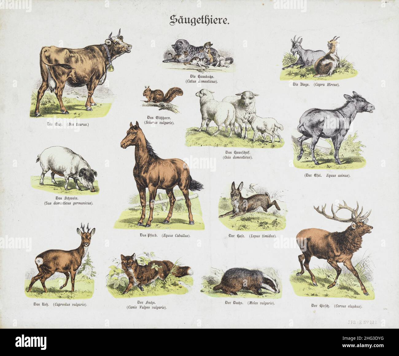 The 19th century vintage illustrations of domestic and wild animals. Mammals. 1870 Color lithograph of animals: cow, cat with kittens, goats, squirrel Stock Photo