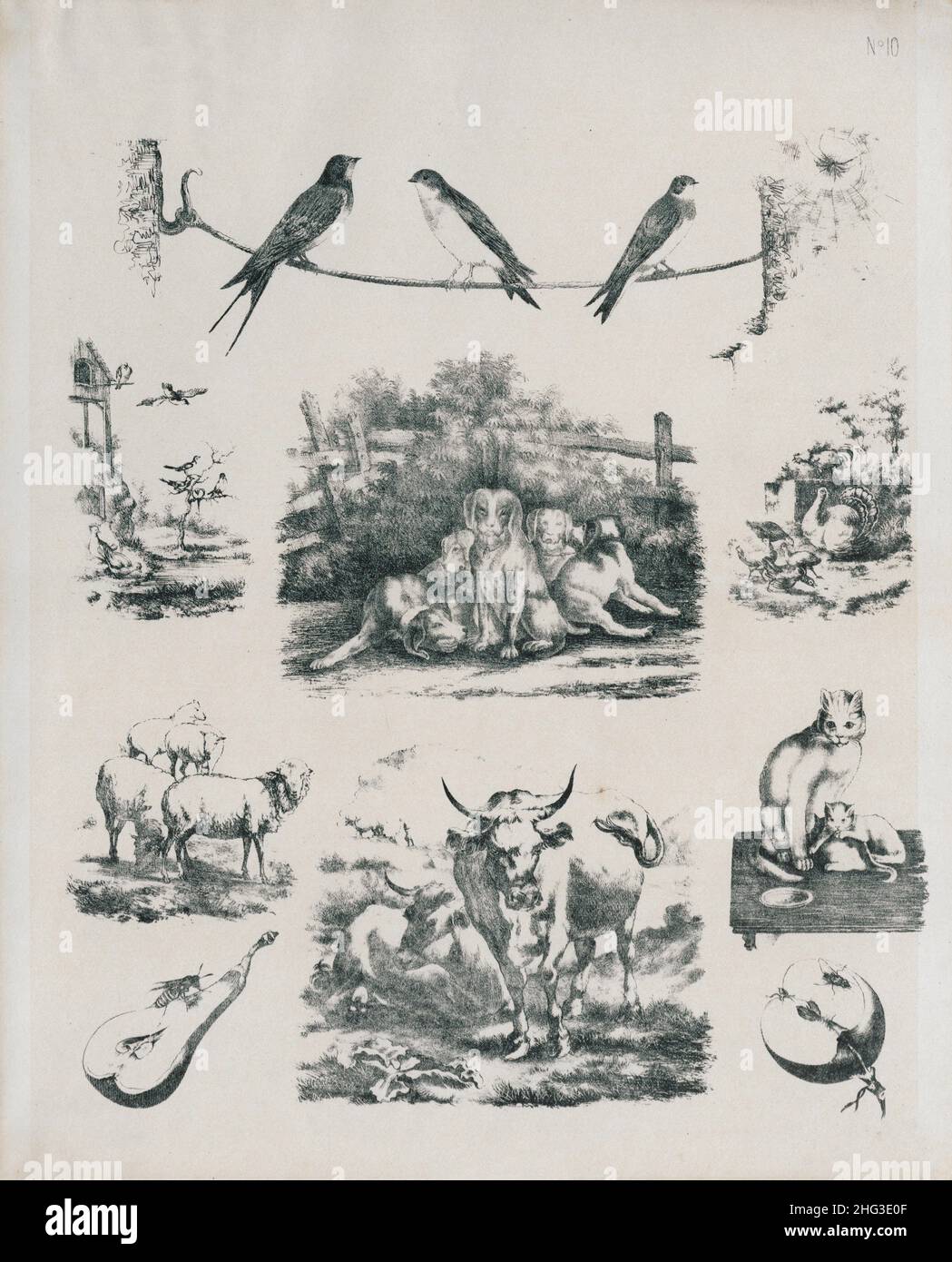 Vintage drawings of pets, birds and insects. 1860 The 19th century illustrations of swallows, turkeys, turkeys, a cat with kittens, cows, sheep, a was Stock Photo