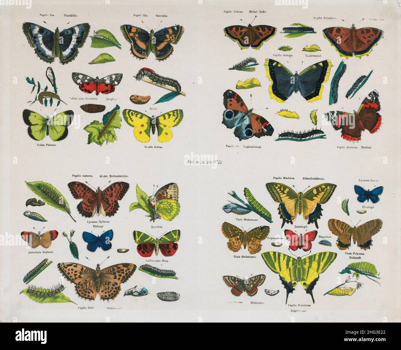 The 19th century vintage illustration of butterflies. Germany, 1835 Papilio Iris, Papilio Ilia, Colias Palaeno, Doritis Delius, Papilio, Papilio Urtic Stock Photo