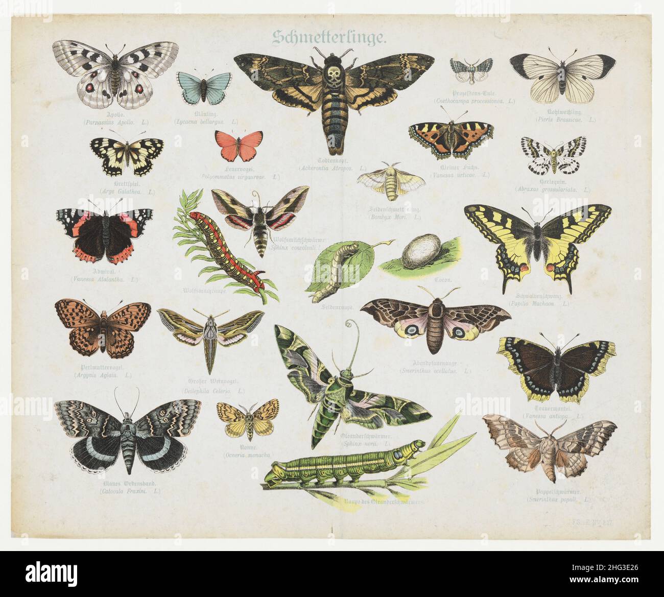 Vintage colour illustrations of butterflies. 1870 (by Linnaeus classification) Parnassius Apollo, Acherontia Atropos, death's-head hawkmoth, Vanessa u Stock Photo