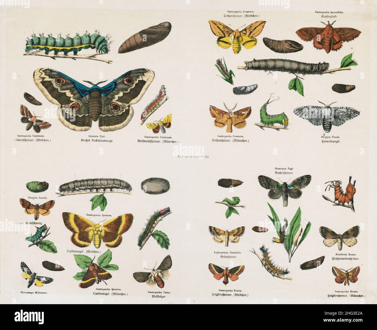 The 19th century vintage illustrations of butterflies. 1835 Gastropacha Castrensis, lappet, Lasiocampidae, Saturnia Pyri, giant peacock moth, great pe Stock Photo