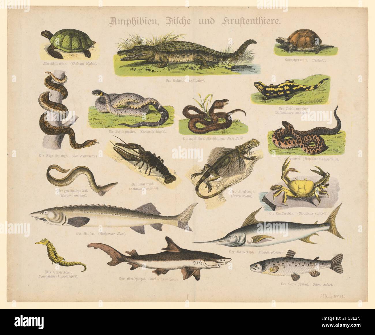 Vintage color lithograph of amphibien, fish und reptiles. 1870 Stock Photo