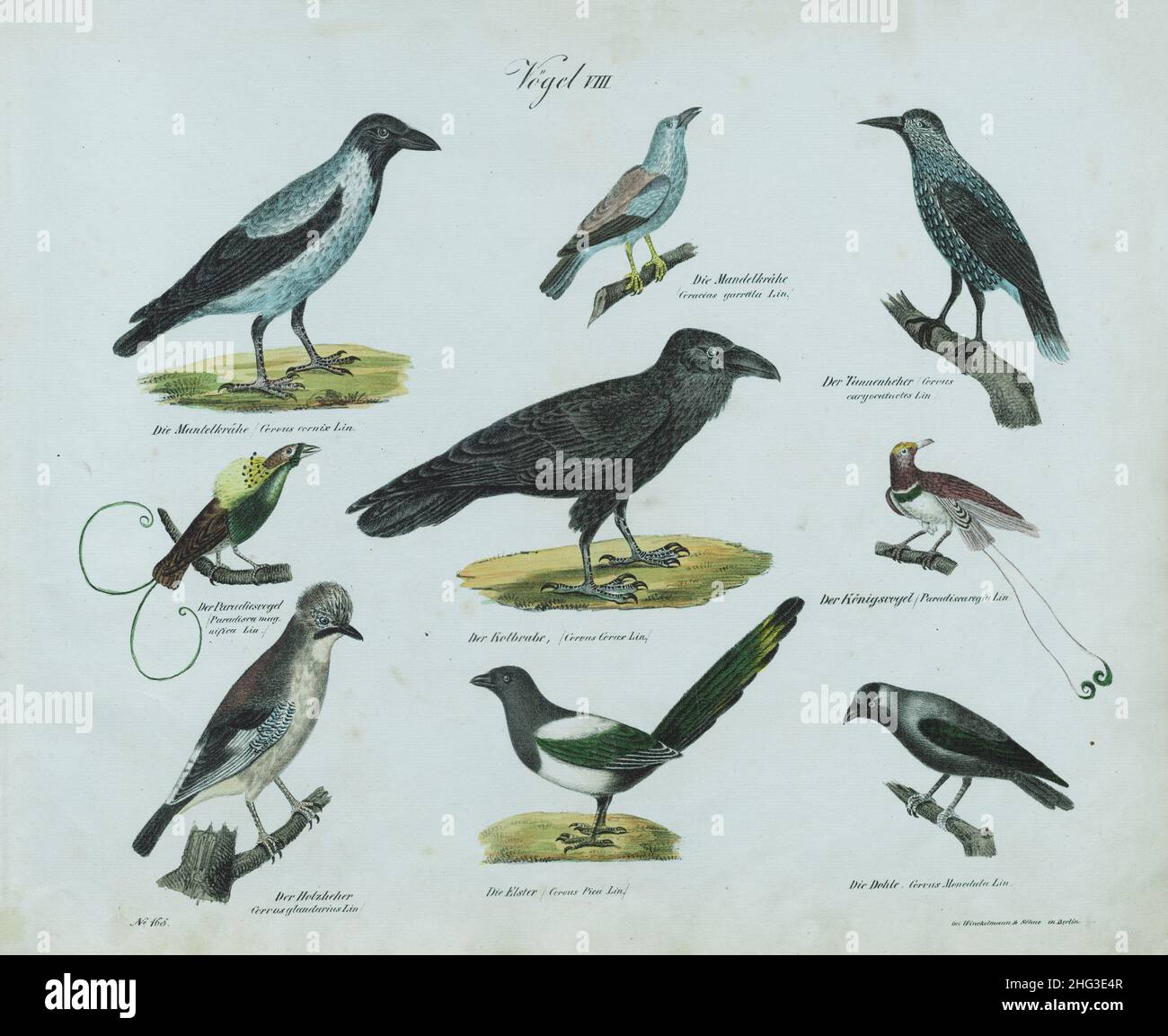 Vintage lithograph of birds (part VIII) by system of Carl Linnaeus. 1836  German lithograph of birds; vintage illustaration of birds; 19th century ill Stock Photo