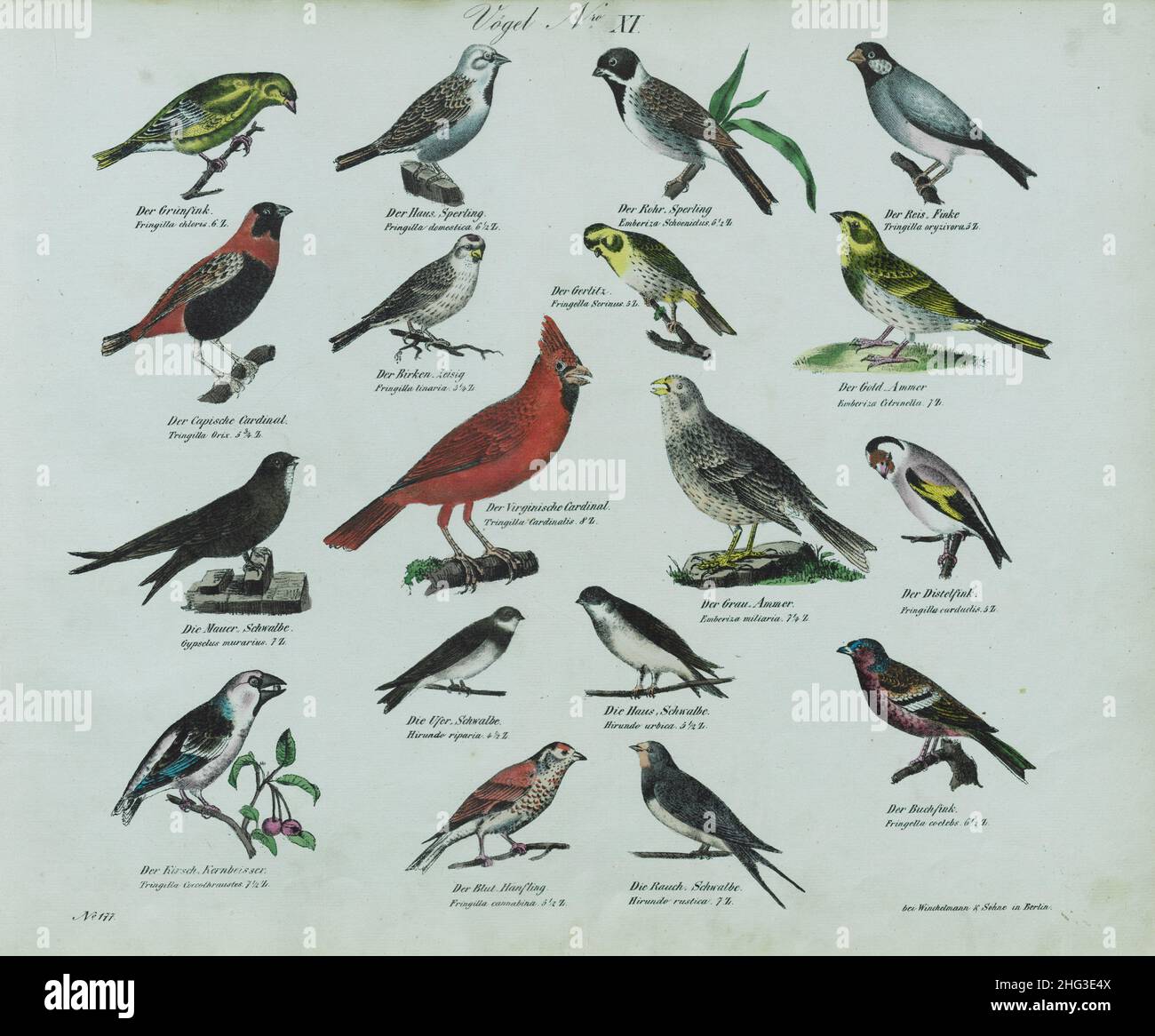 Vintage lithograph of birds. No. XI. Germany, 1836 (by Linnaeus classification, 1758) Stock Photo