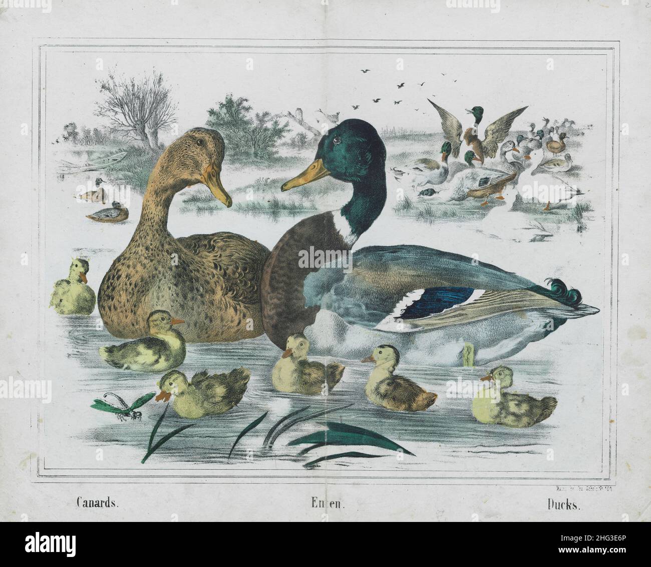 The 19th century vintage lithograph of ducks with ducklings. 1860 Stock Photo
