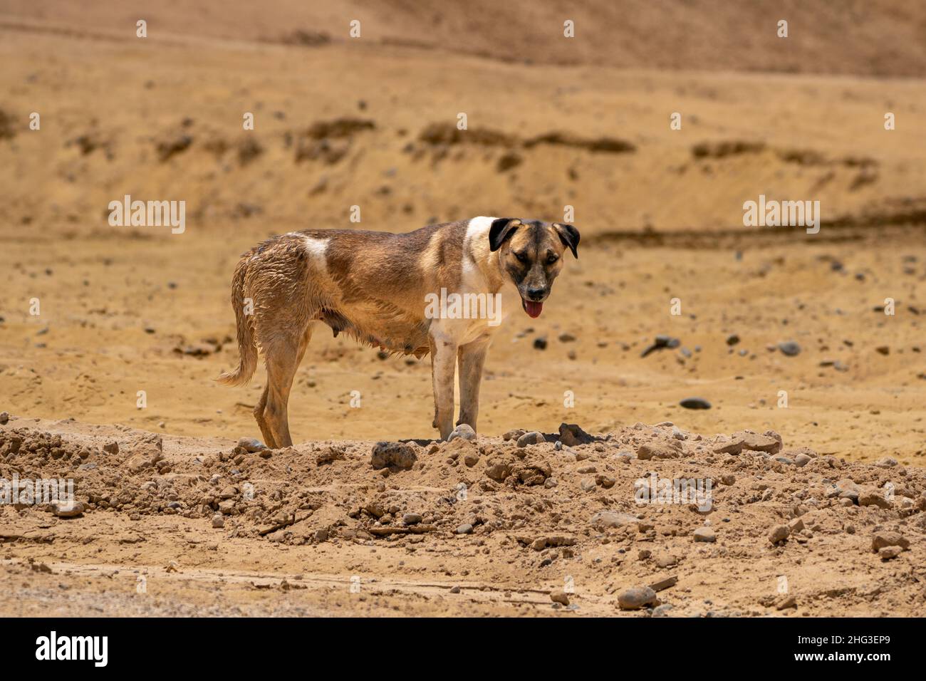 Brown Canaan Dog