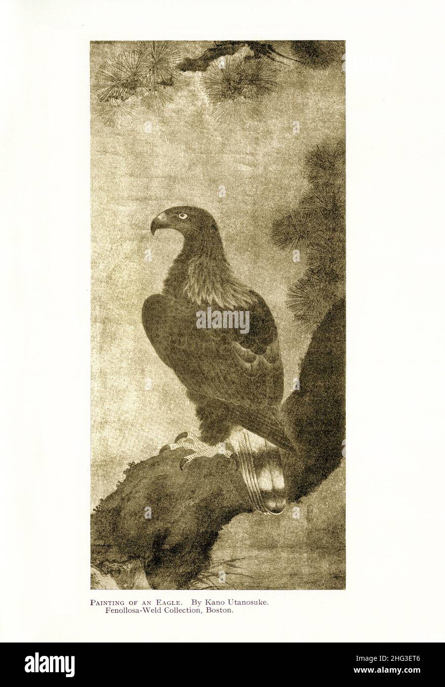 Japanese medieval painting of an Eagle. By Kano Utanosuke. Reproduction of book illustration of 1912 Utanosuke Kano (1513-1575) was a painter of Kano Stock Photo