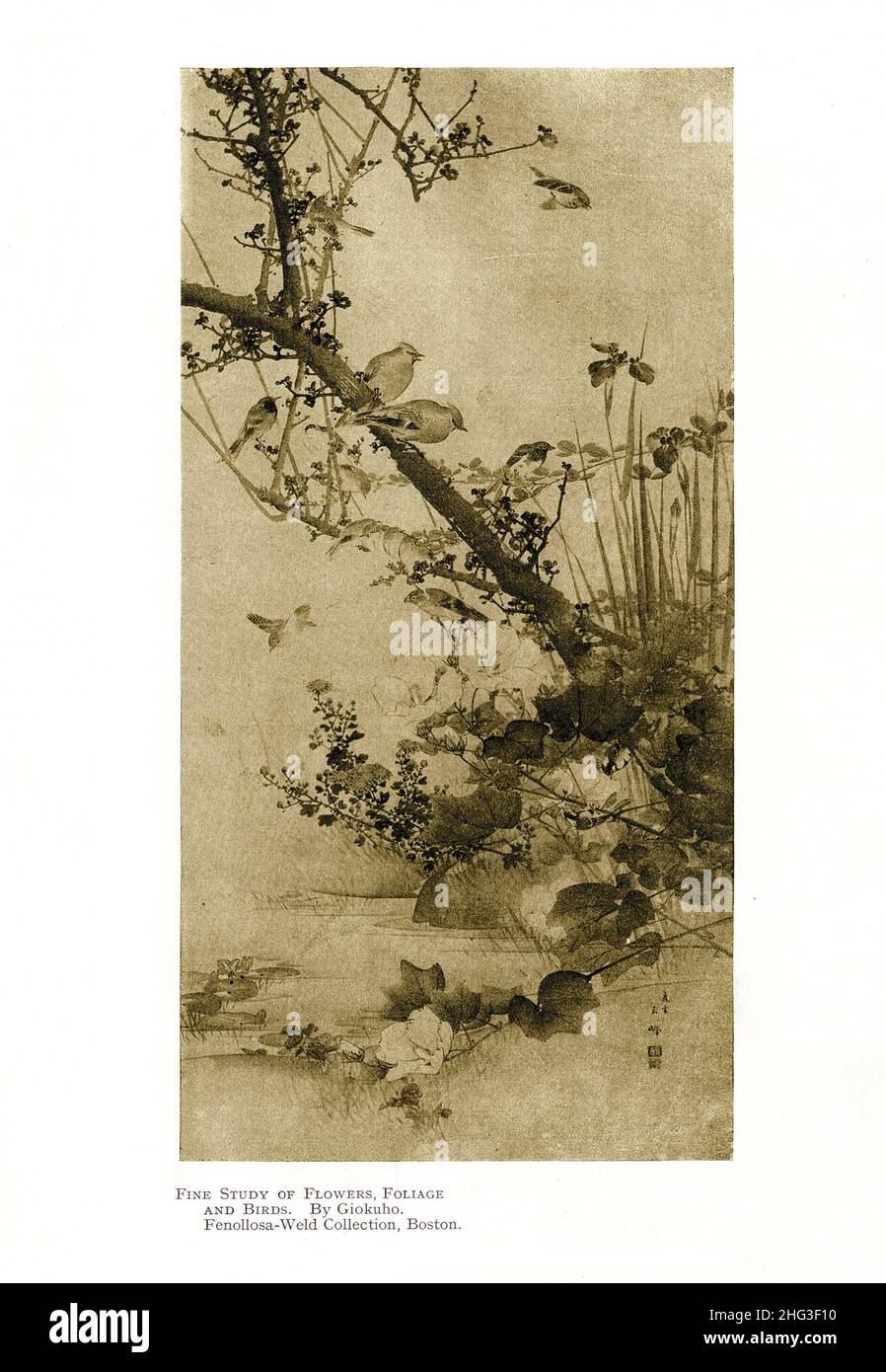 19th century Japanese painting: Fine Study of Flowers, Foliage and Birds. By Giokuho. Reproduction of book illustration of 1912 Stock Photo
