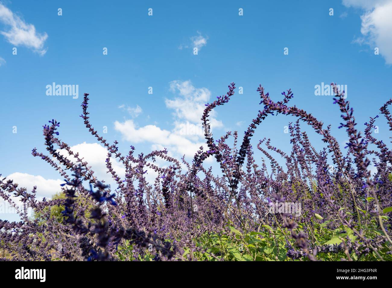 Mystic spires blue sage flowers and blue sky with clouds. Stock Photo