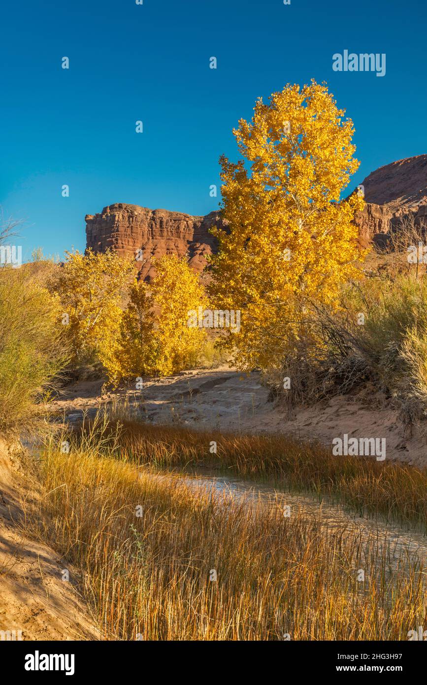 Cottonwood trees, reeds at Paria River in Paria Canyon, near Lonely ...