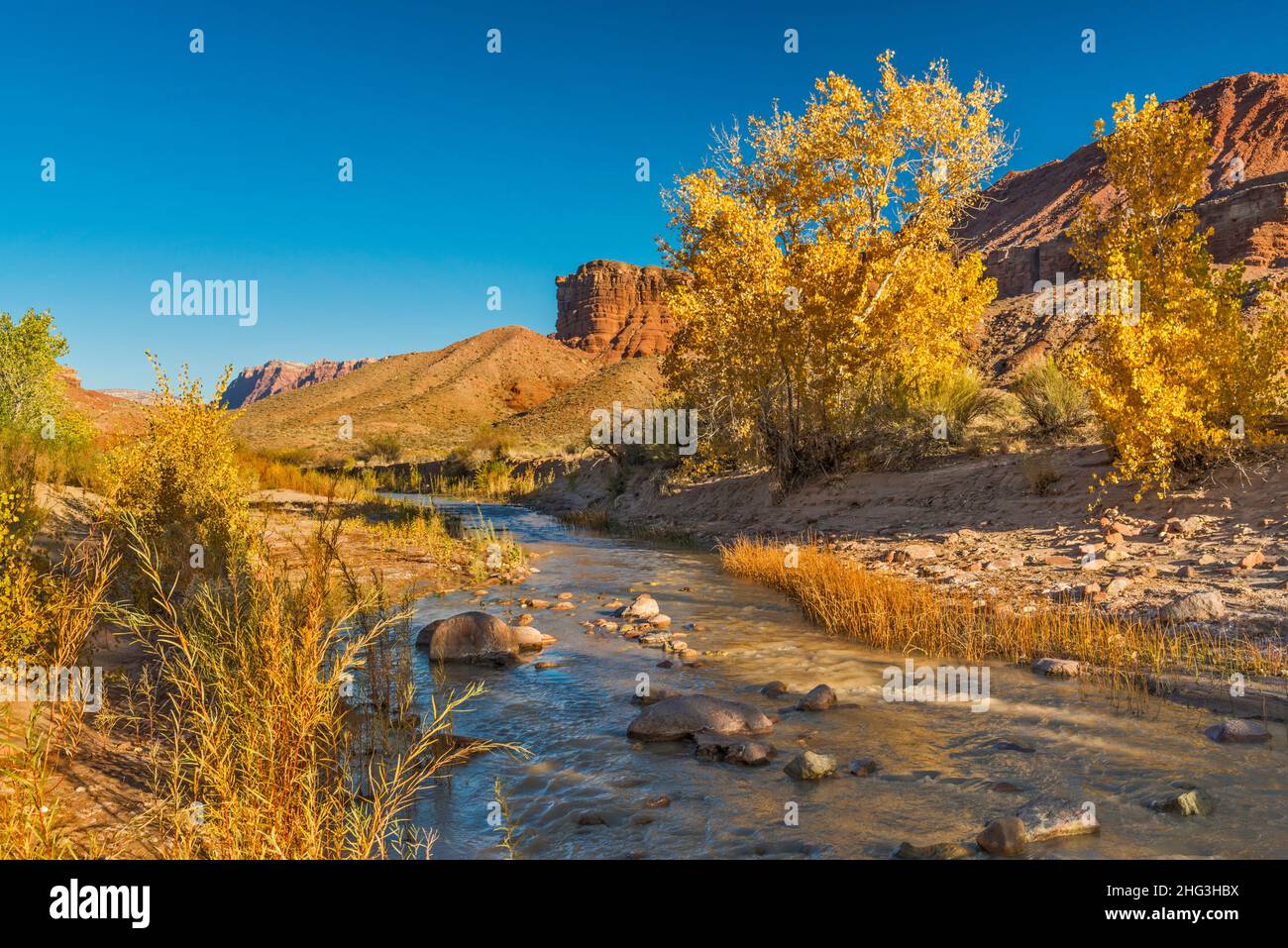 Cottonwood trees at Paria River in Paria Canyon, near Lonely Dell Ranch