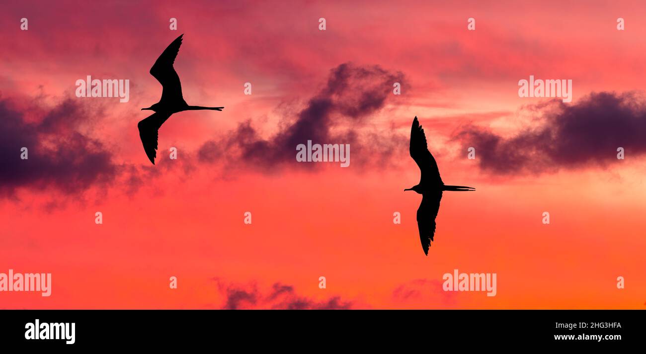 Two Birds Are Flying Through A Colorful Cloud Filled Sunset Sky Stock Photo