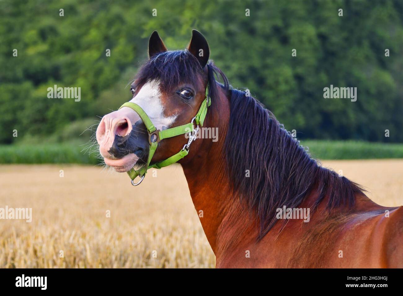 Portrait of a pretty bay pony. It's about to whinny. Stock Photo
