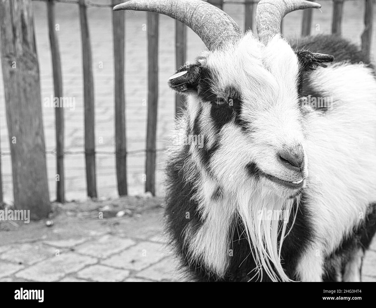 Goat close up in black and white with long goat bard. curious farm animals that can also be found in the petting zoo Stock Photo