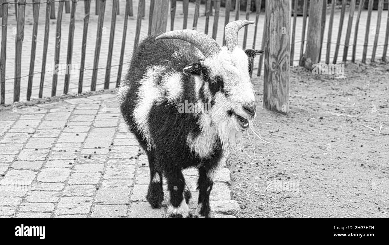 Goat close up in black and white with long goat bard. curious farm animals that can also be found in the petting zoo Stock Photo