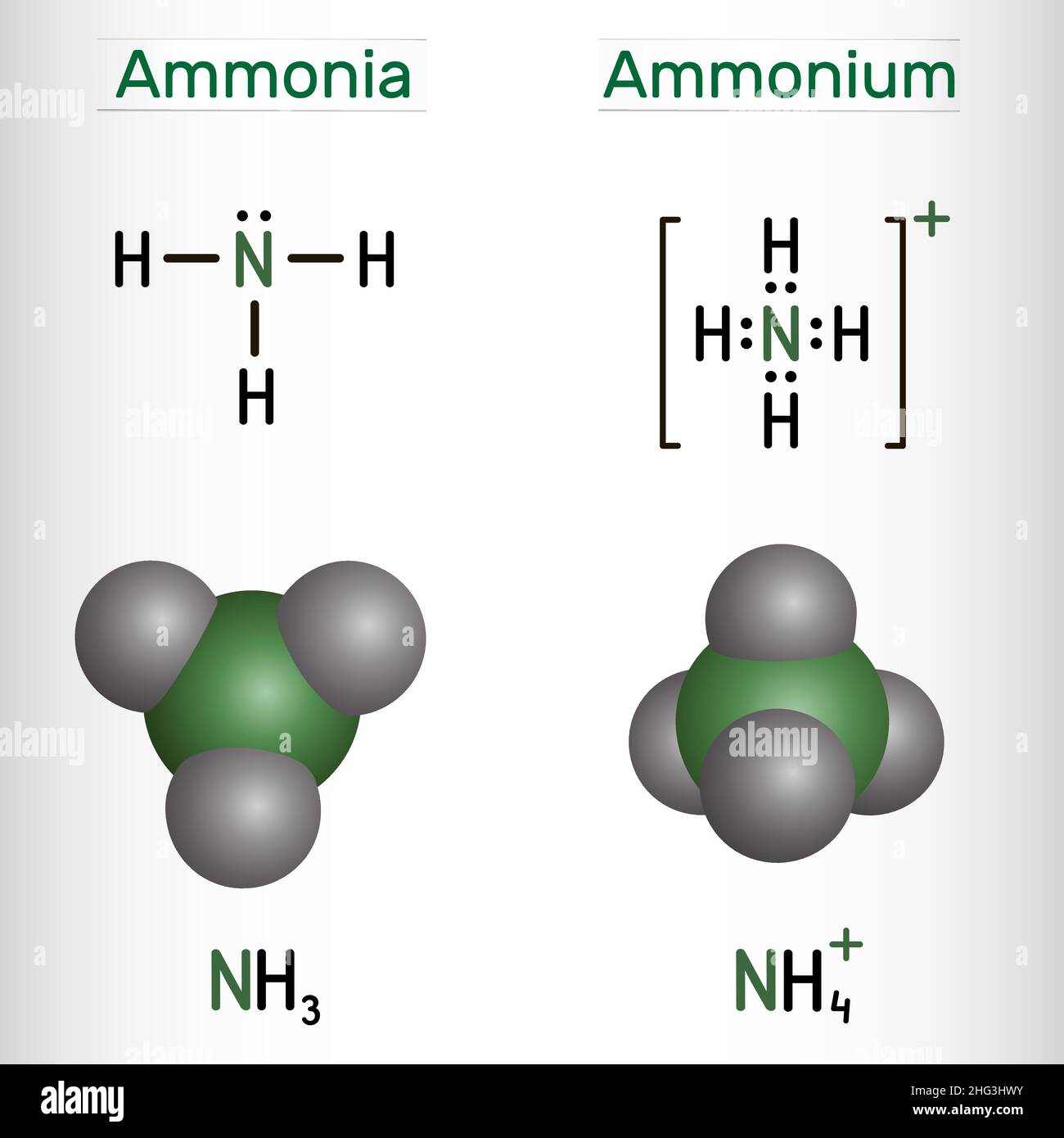 Ammonium cation, NH4 and ammonia, NH3 molecule. Structural chemical formula and molecule model. Vector illustration Stock Vector