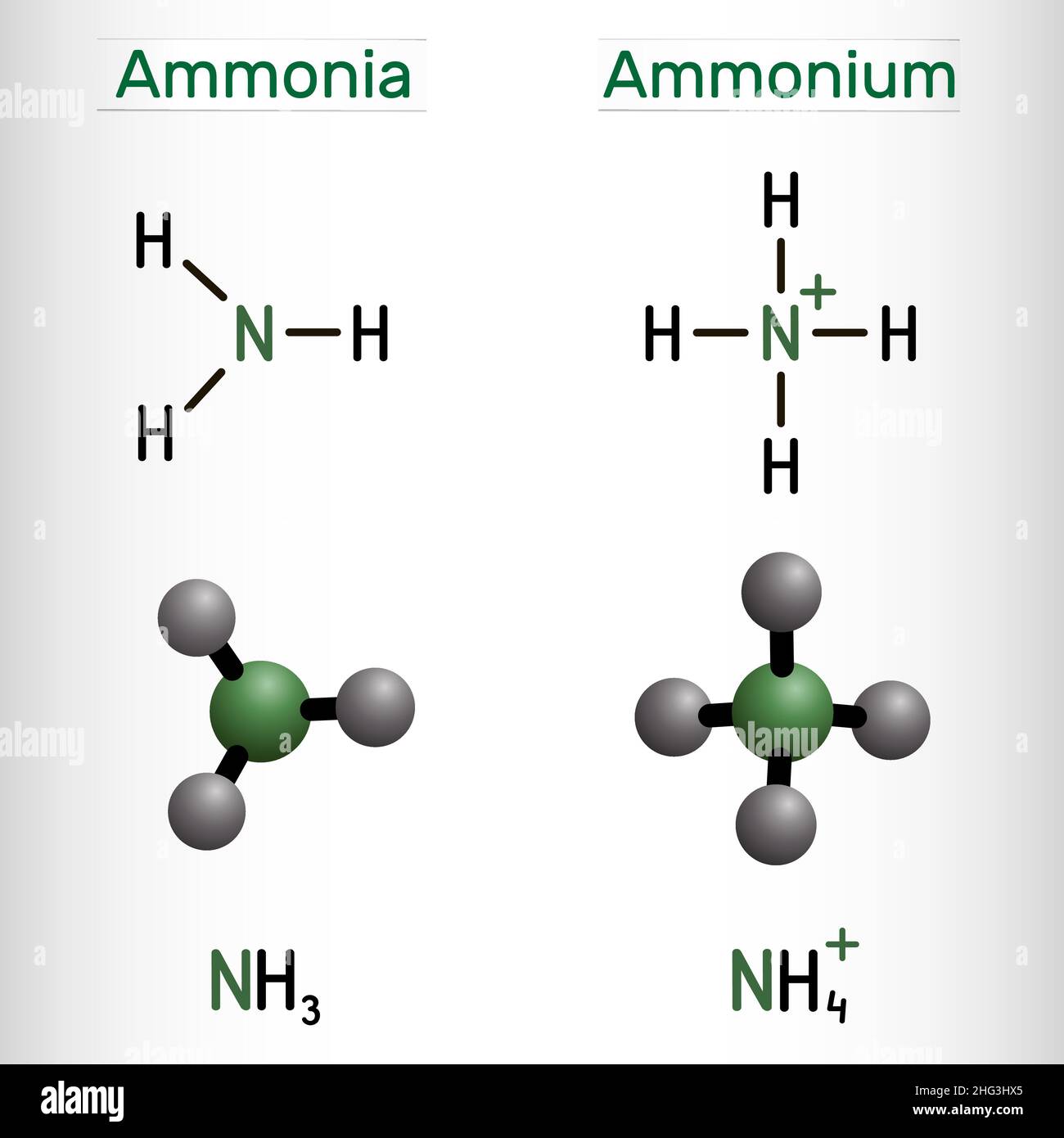 Ammonium cation, NH4 and ammonia, NH3 molecule. Structural chemical formula and molecule model. Vector illustration Stock Vector