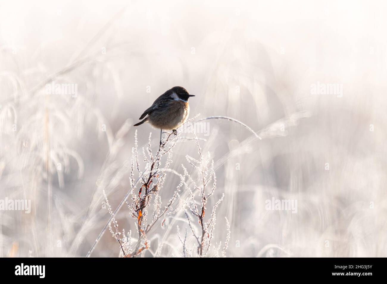 Male stonechat (Saxicola rubicola) perched on frost-covered plant among ...