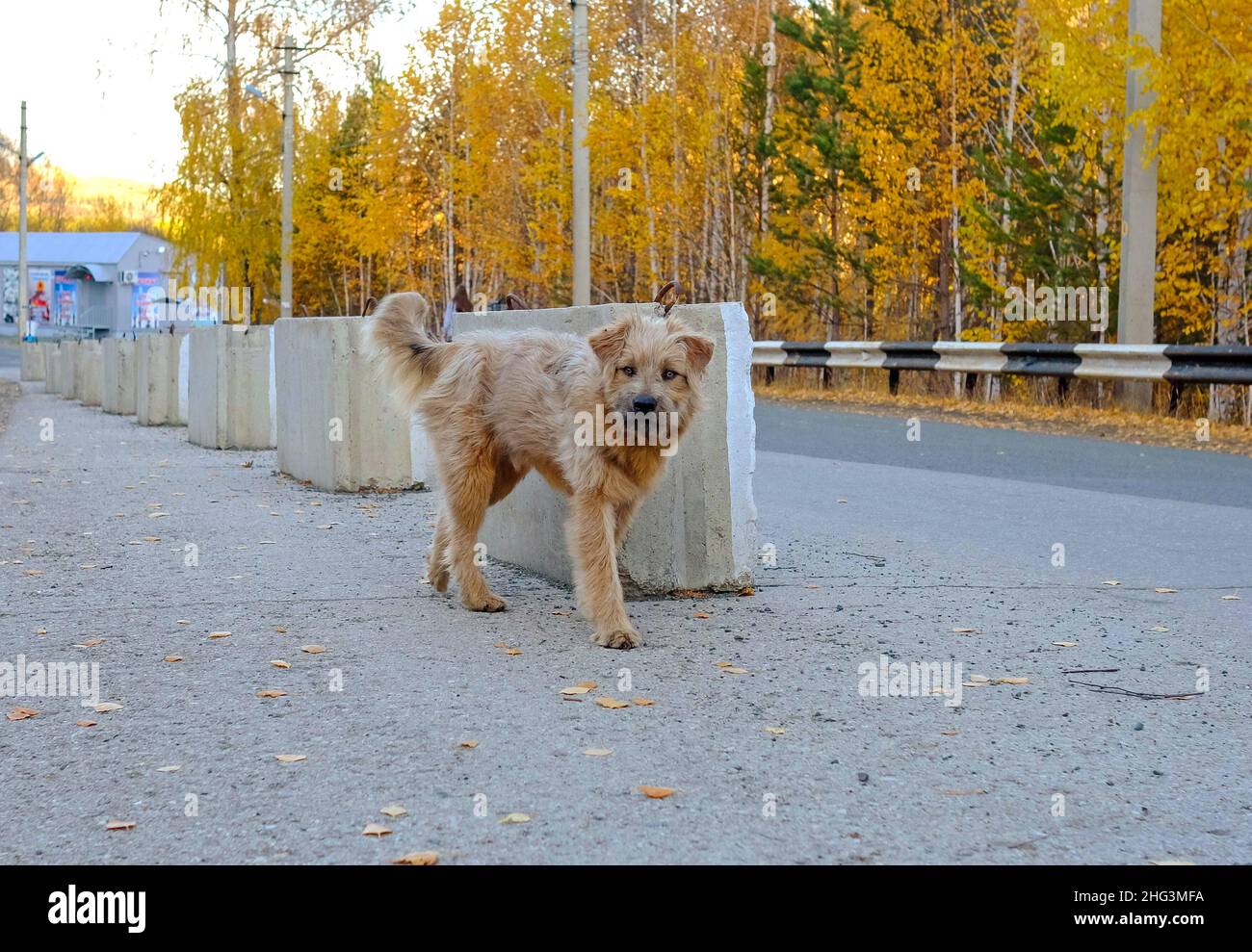 Homeless dog on the road. Autumn blurred trees in the background. Stock Photo