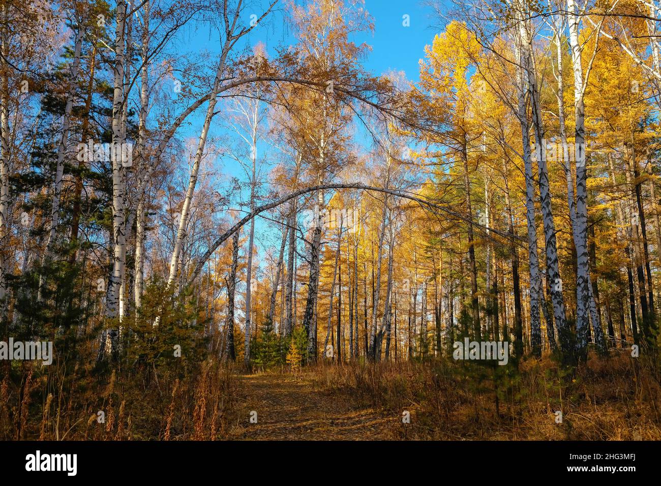 Autumn forest in a mixed forest. Blue sky, blurred background, no people. Stock Photo