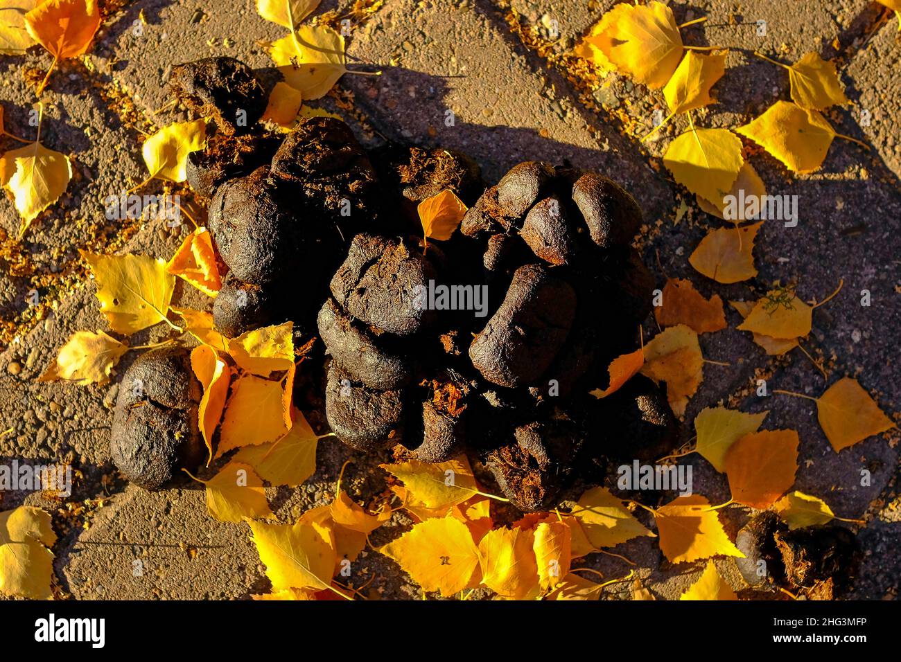 Horse dung in autumn leaves. Filmed from above, no people. Stock Photo