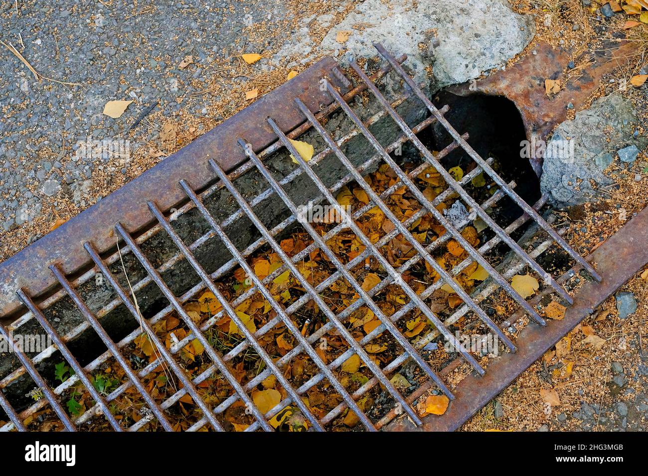 Iron grate on the drain for tiles or rainwater. Autumn leaves, top view. Stock Photo