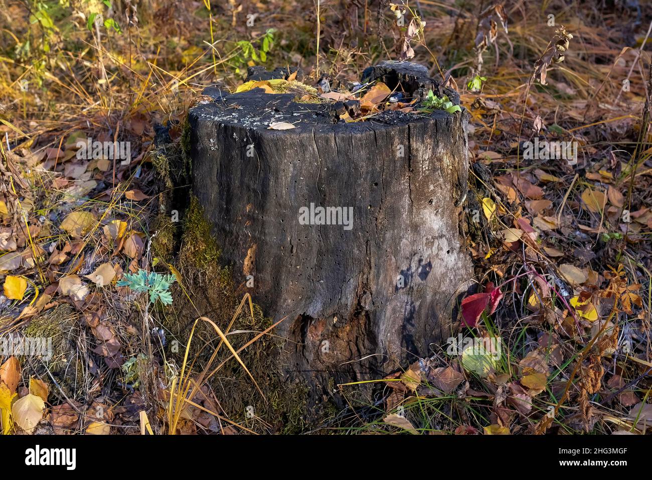 Old tree stump in the autumn forest. Side view, no people. Stock Photo