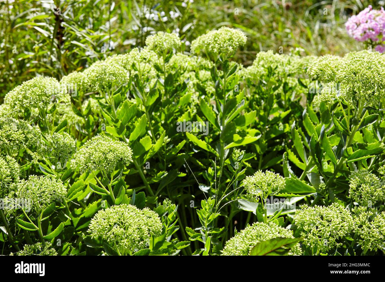 Close-up of beautiful Sedum plant. Family name Crassulaceae, Scientific name Sedum. Selective focus, blurred background Stock Photo