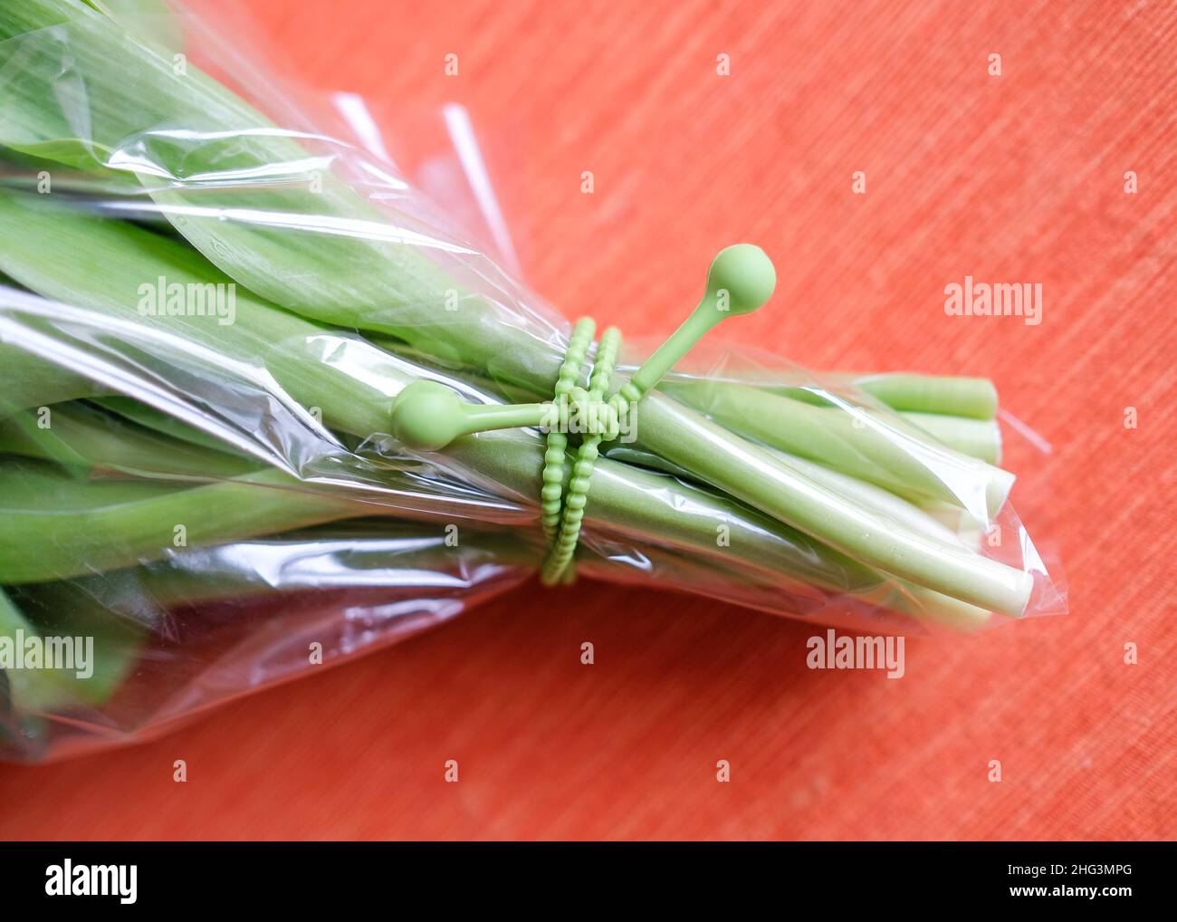 A bouquet of tulips is tightened in a silicone tourniquet. Stock Photo