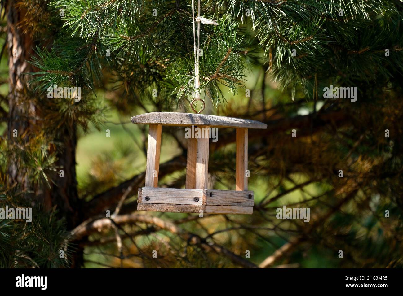 Wooden bird feeder hanging on a pine tree close up. Stock Photo