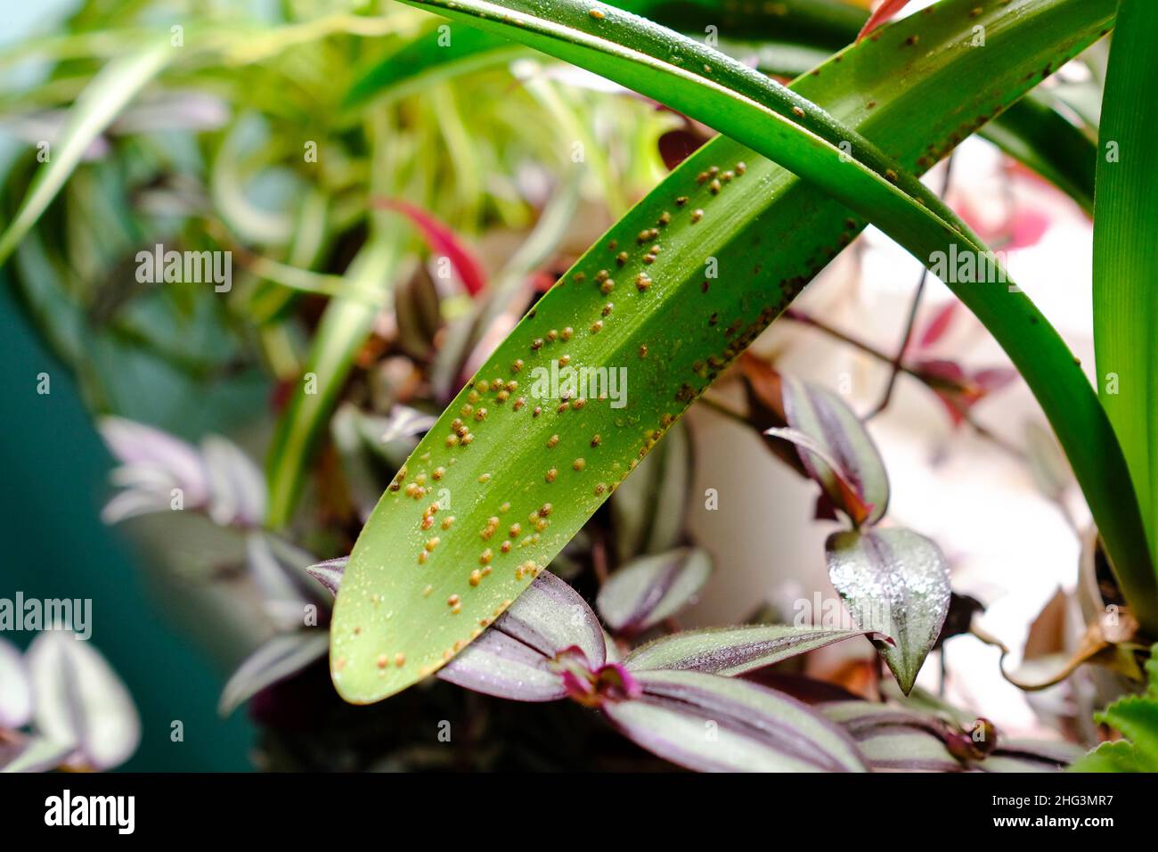 Plant pests. Diaspididae on long leaves of a houseplant. Stock Photo