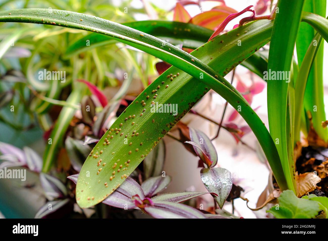 Diaspididae on long leaves of a houseplant. Small insect pests. Stock Photo
