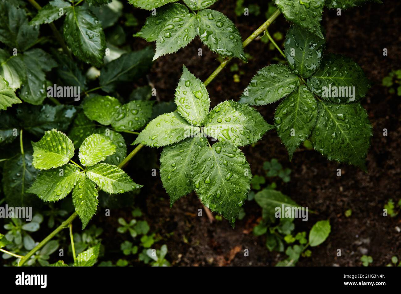 https://c8.alamy.com/comp/2HG3N4N/abstract-image-of-raspberry-leaves-in-the-garden-rain-drops-on-the-leaves-selective-focus-blurred-background-2HG3N4N.jpg