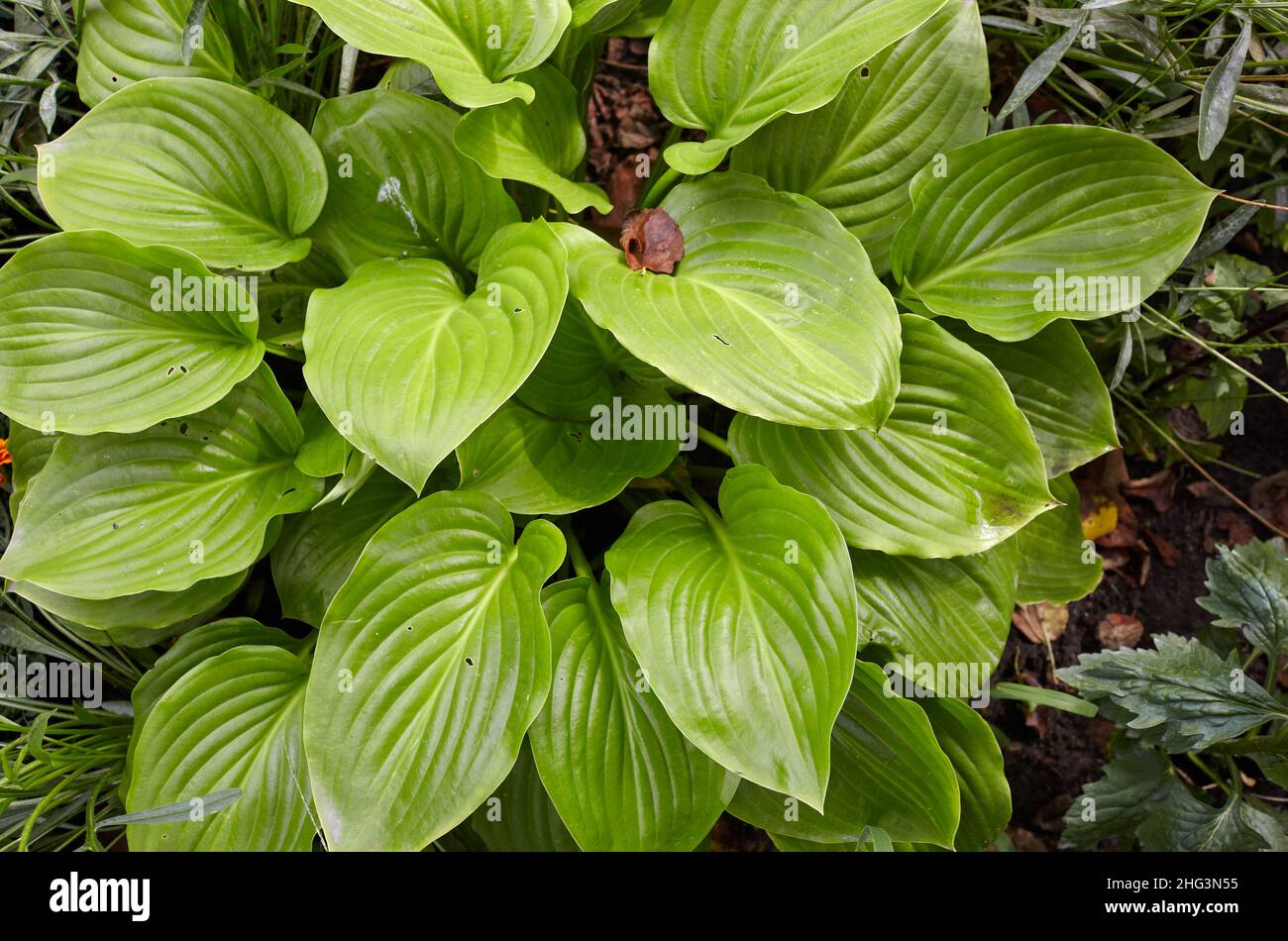 Beautiful Hosta leaves background. Hosta - an ornamental plant for ...