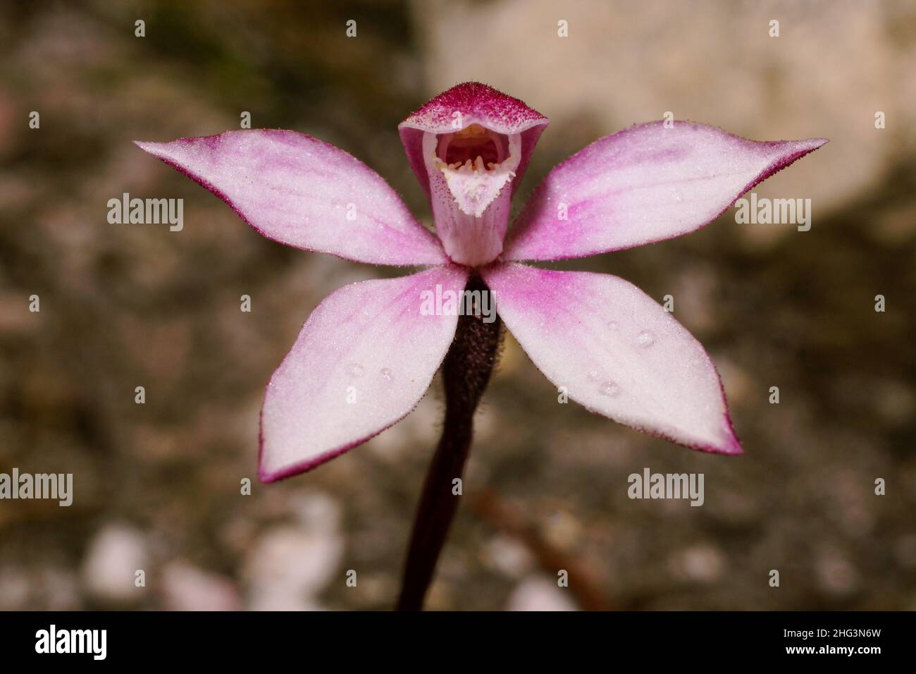 Mountain caps spider orchid (Caladenia alpina), Cradle Mountains, Tasmania, Australia Stock Photo