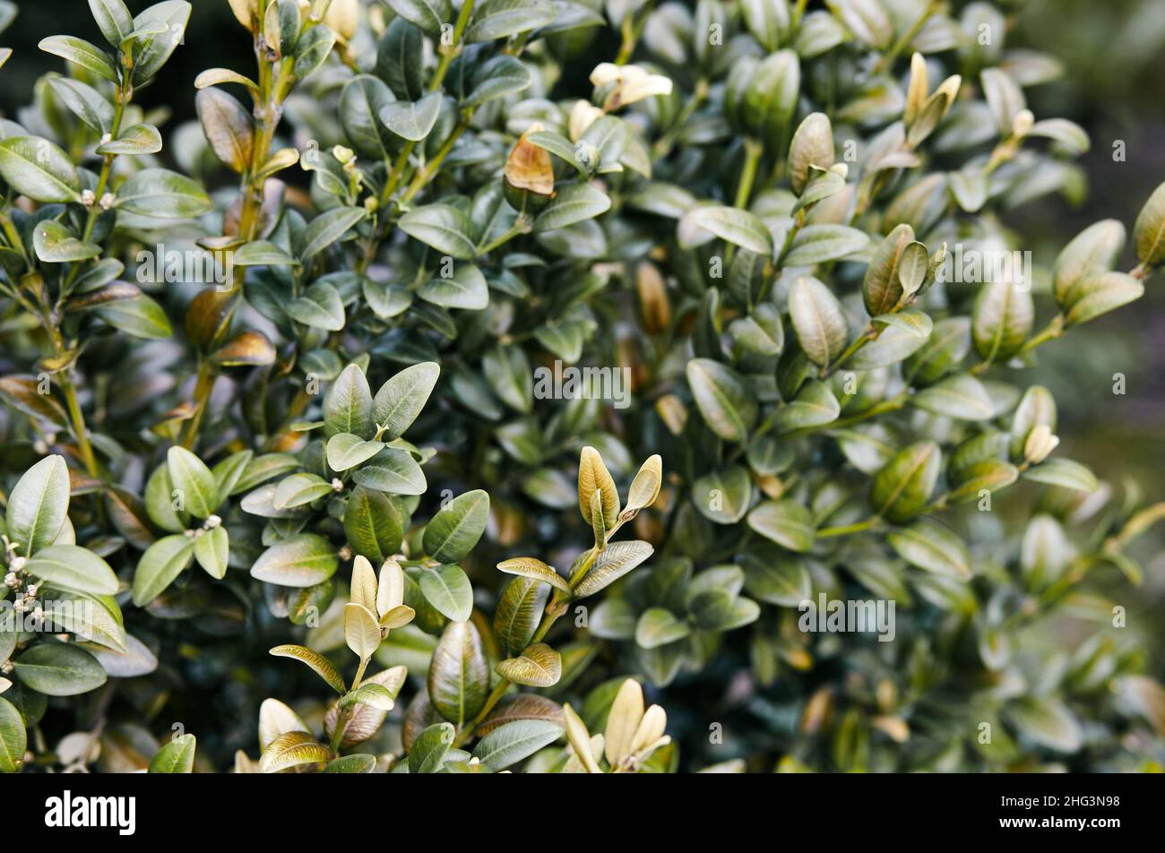 Buxus design formal garden hires stock photography and images Alamy