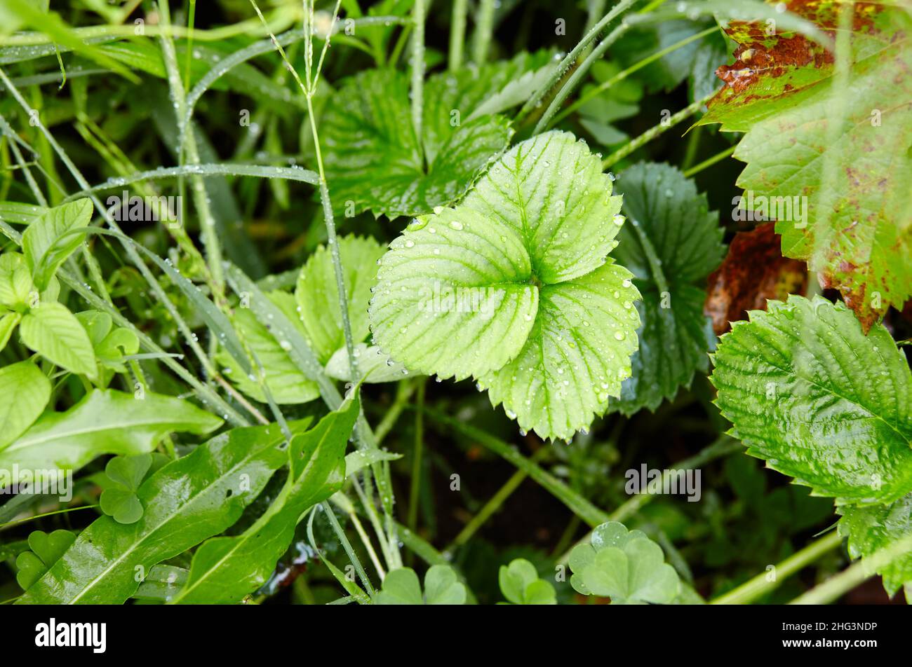 Close-up view of green strawberry leaves in the garden. Green bushes of ...