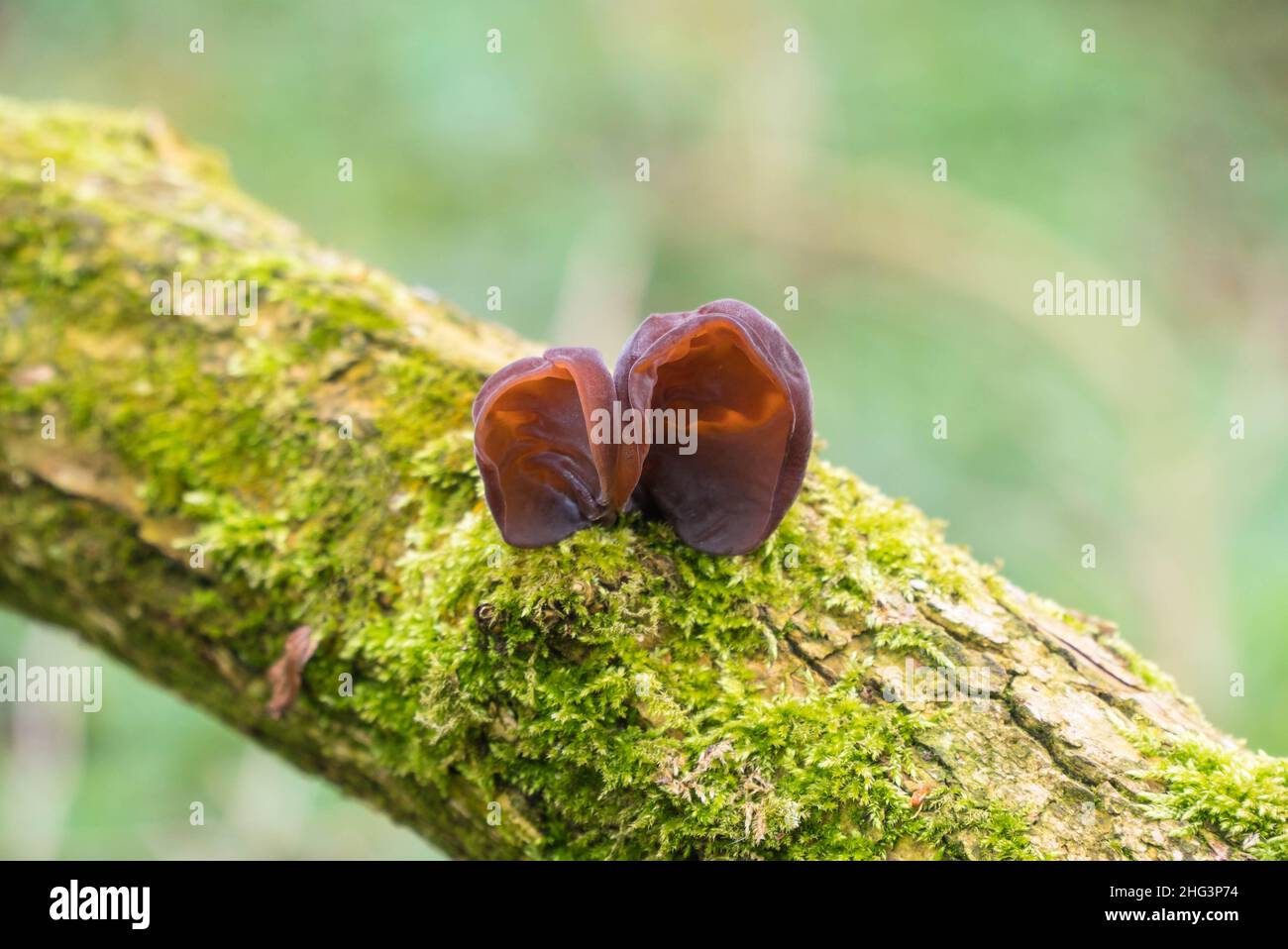 Jelly Ear Fungi Auricularia auricula-judae (Auriculariaceae) also called Jews ear, Wood ear, on moss covered decaying Elder branch. Herefordshire UK. Stock Photo