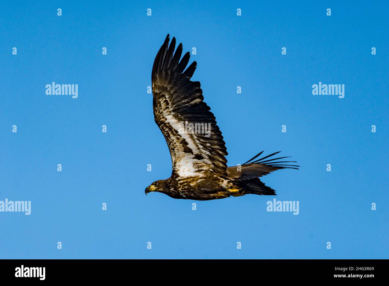 Immature Bald Eagle in Flight Stock Photo Alamy