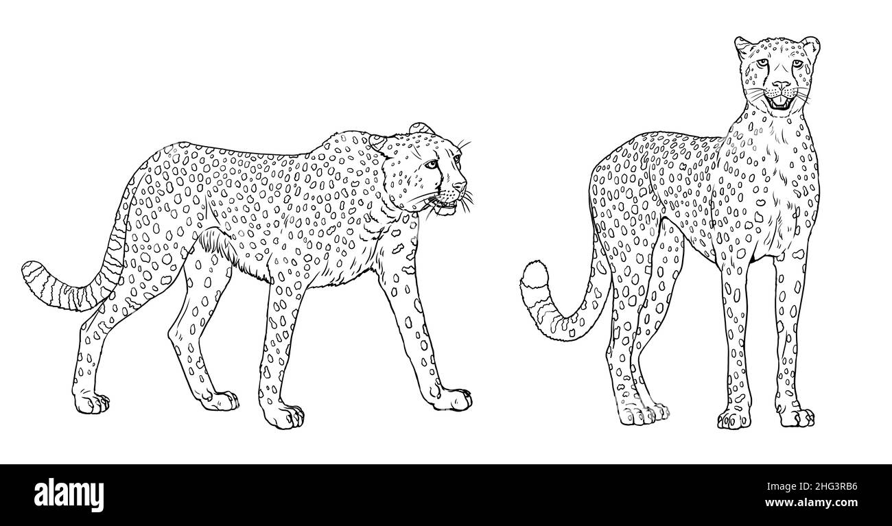 Cheetah illustration. Silhouette of big african cat gepard. Animal predator drawing. Stock Photo