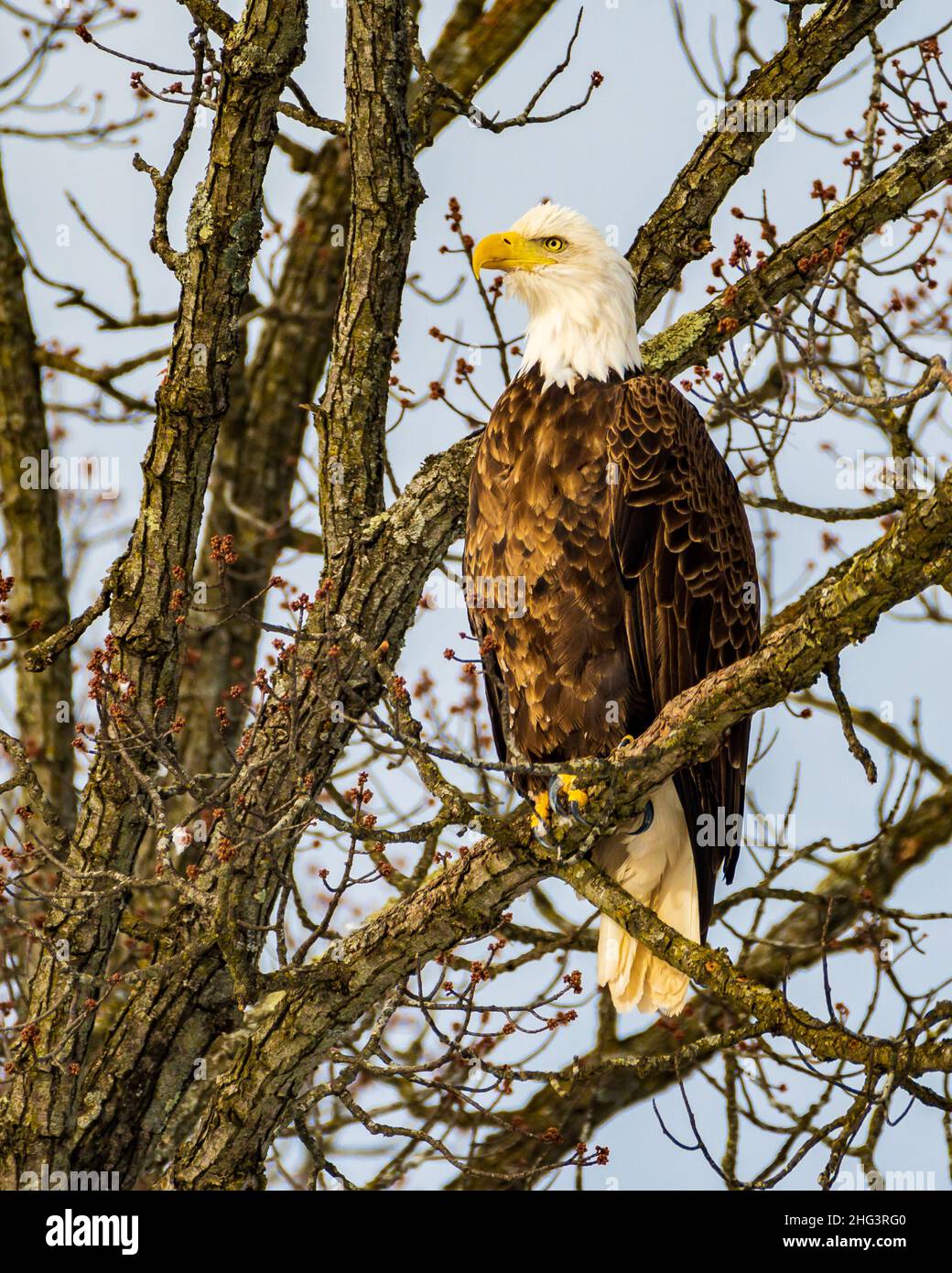 Bald Eagle Perched on a Branch Stock Photo - Alamy