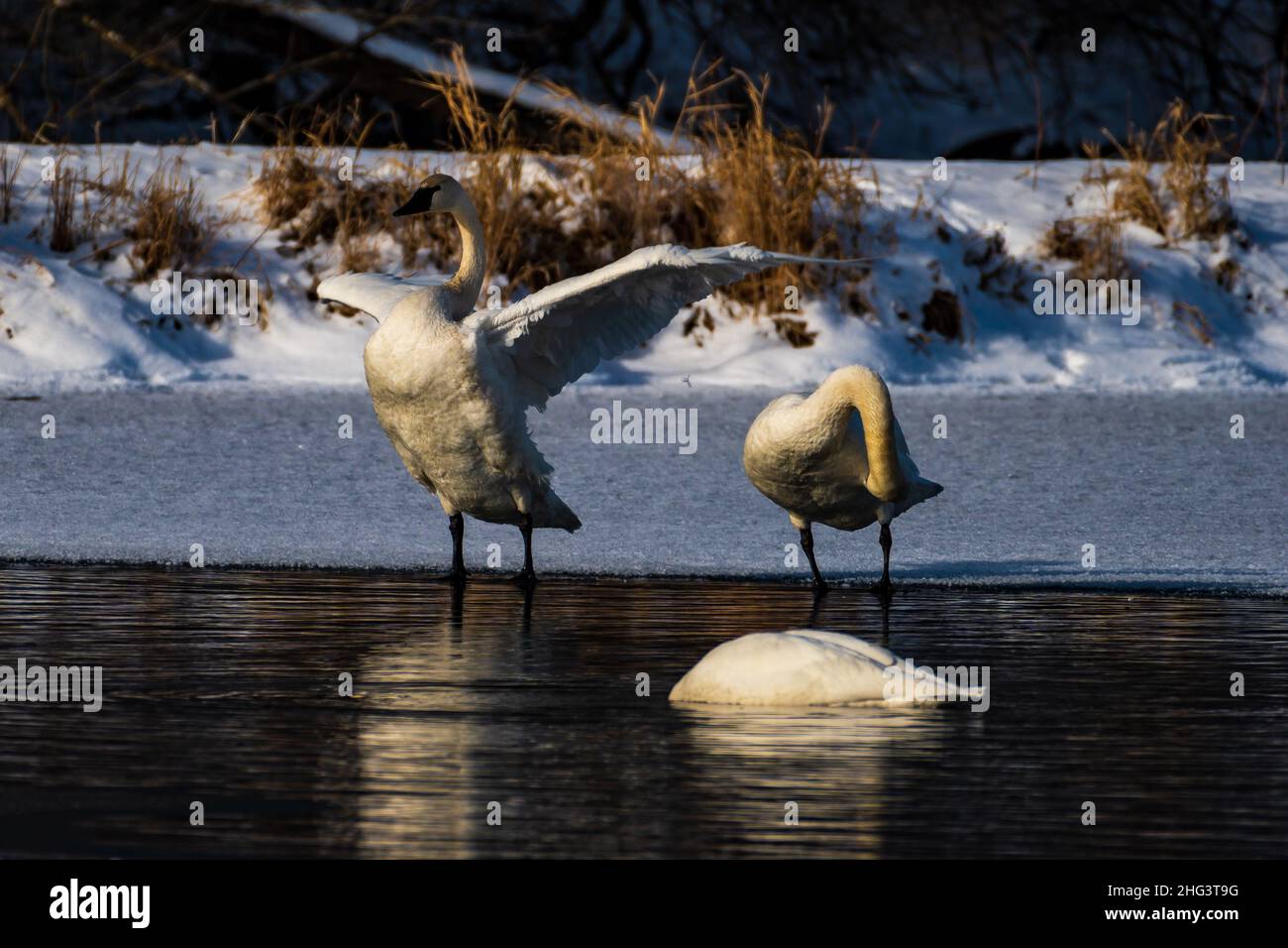 Trumpeter Swan Spreads its Wings Stock Photo