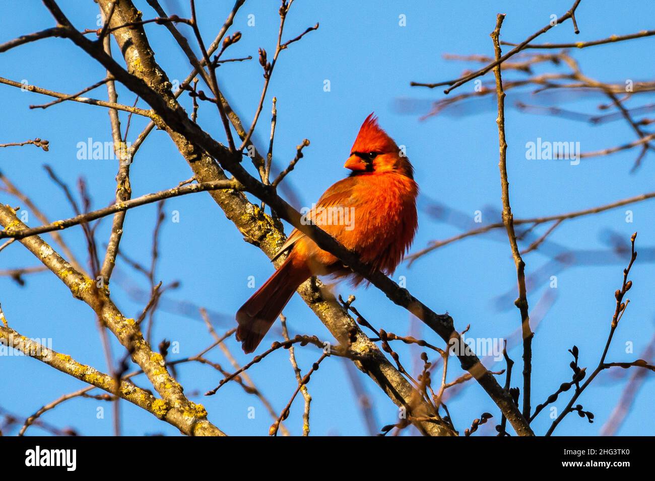 Northern Cardinal Male Perched in a Branch Stock Photo