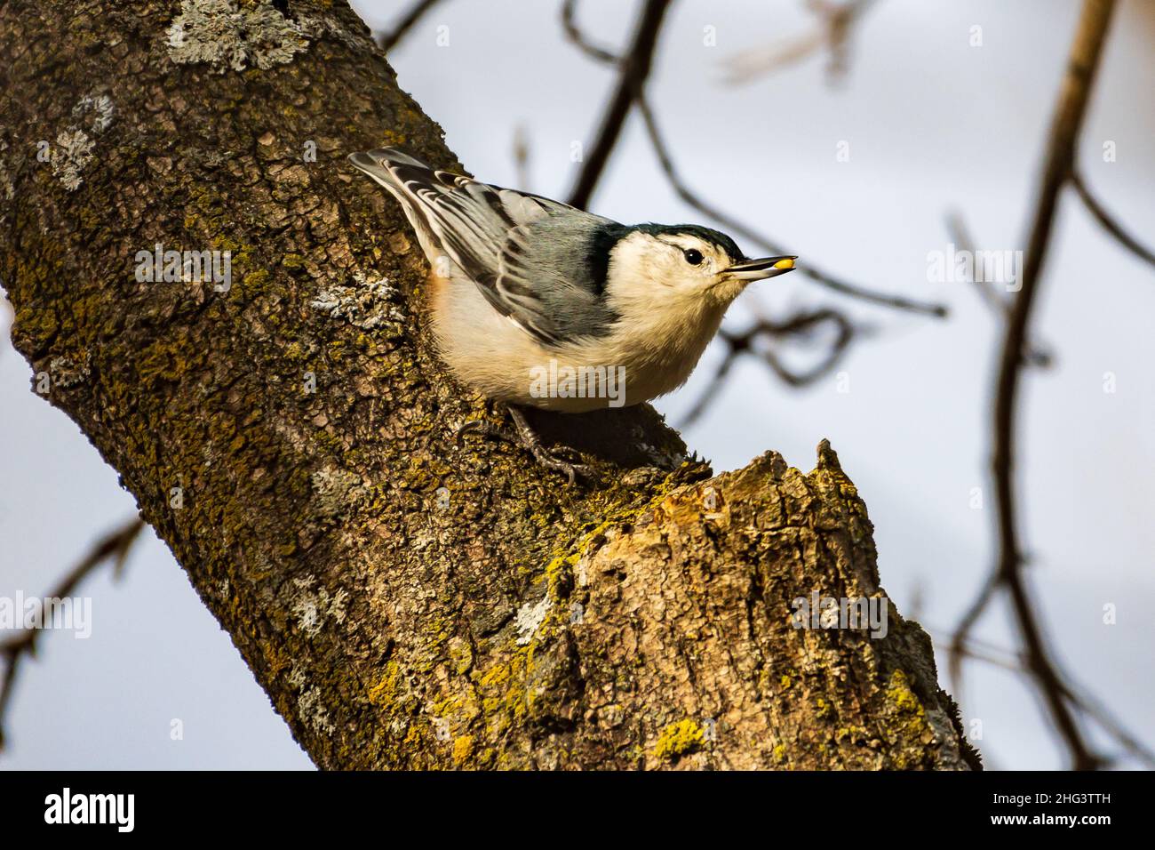 Nuthatch on a Tree with a Seed in its Mouth Stock Photo